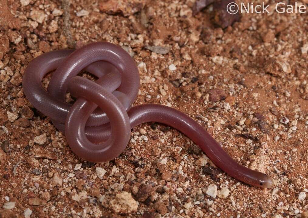 Image of Interior Blind Snake