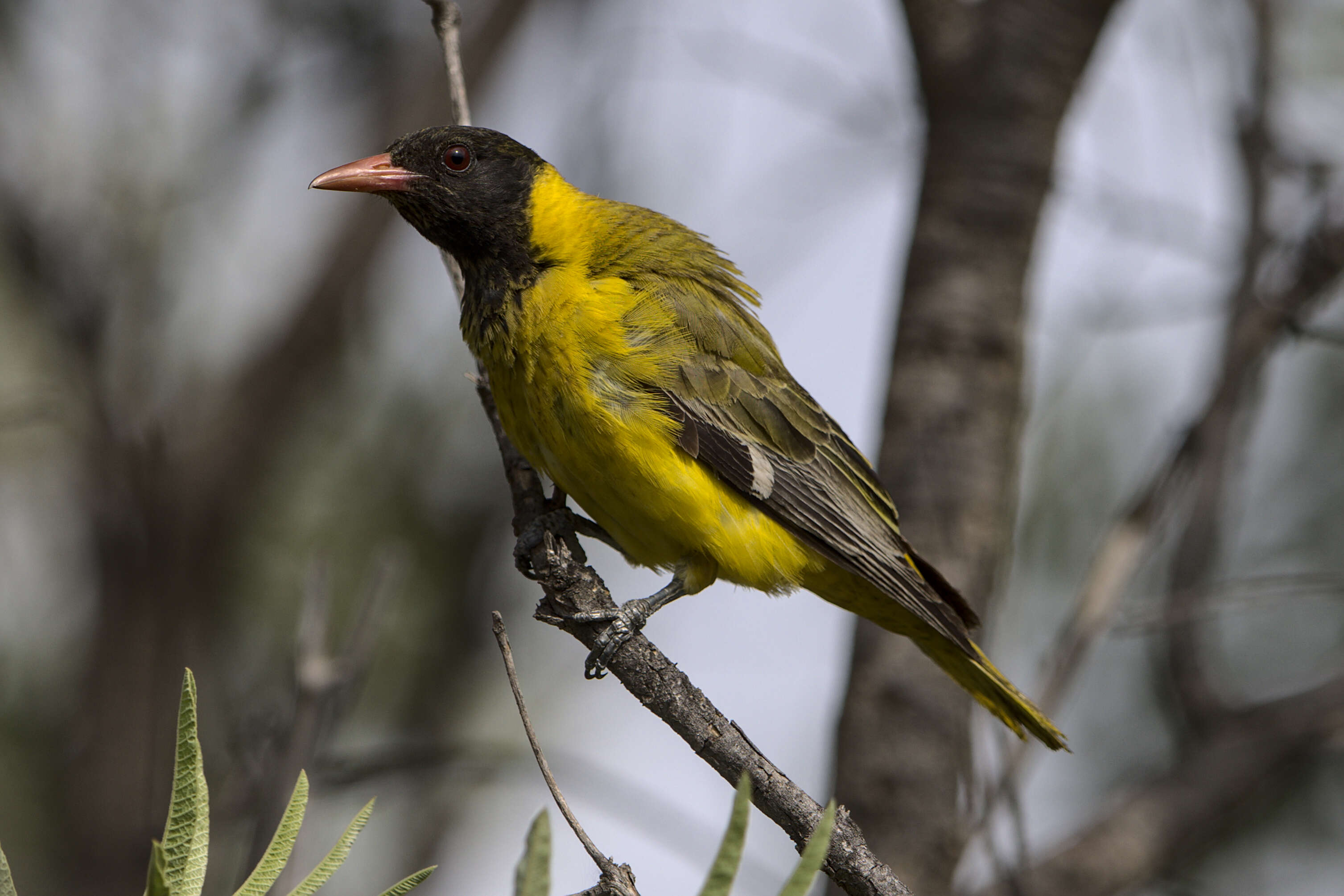 Image of African Black-headed Oriole