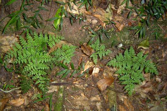 Image of Cheilanthes bergiana Schltdl.