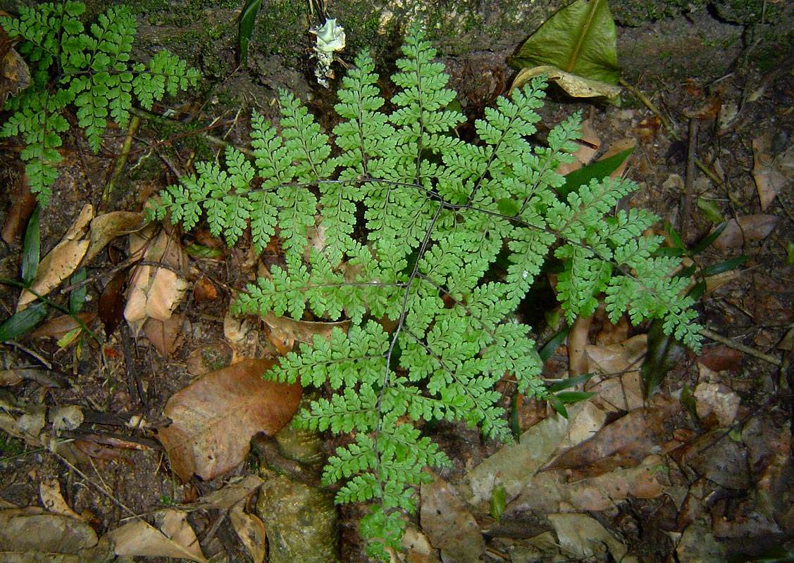 Image of Cheilanthes bergiana Schltdl.