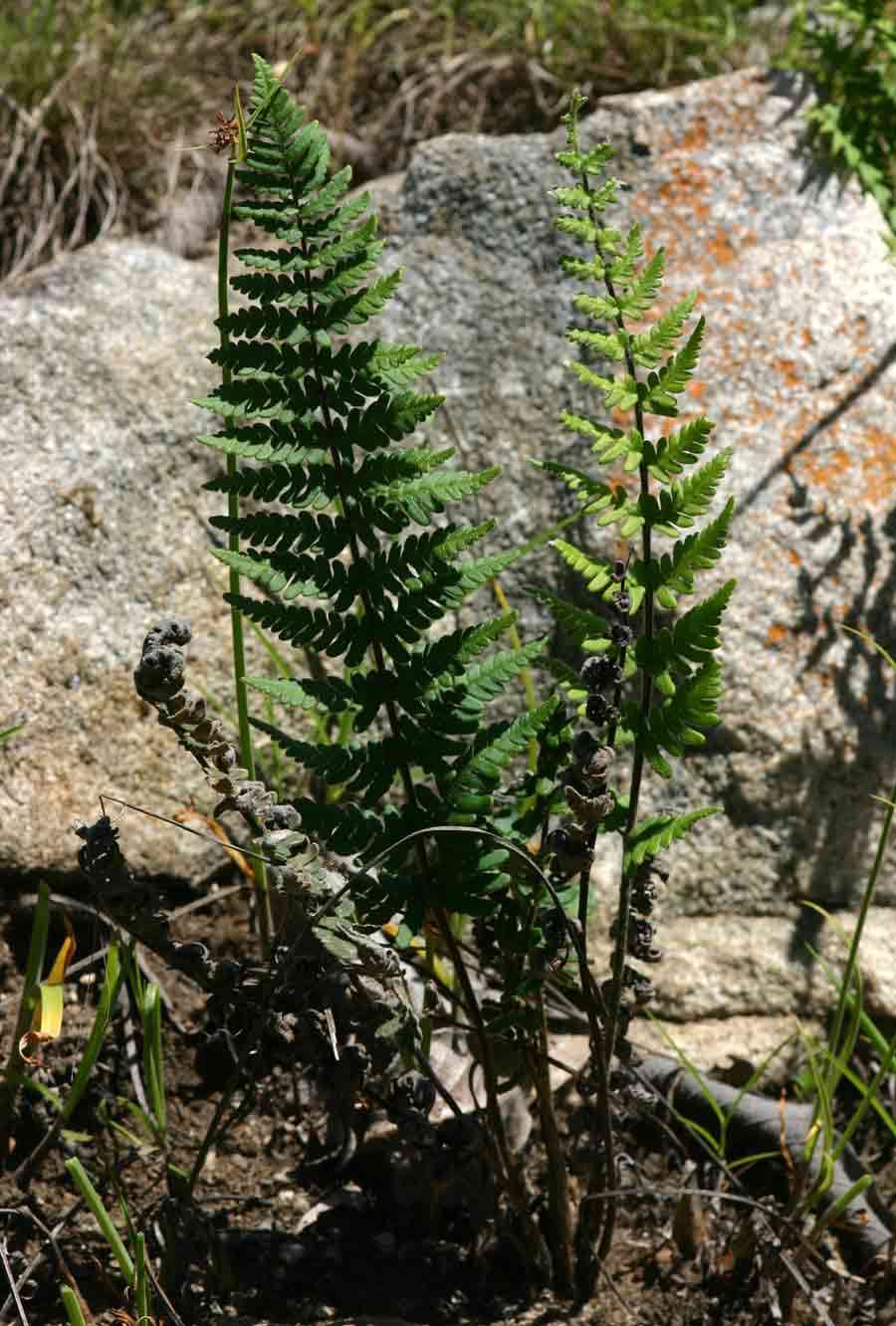 Image of Cheilanthes inaequalis (Kunze) Mett.