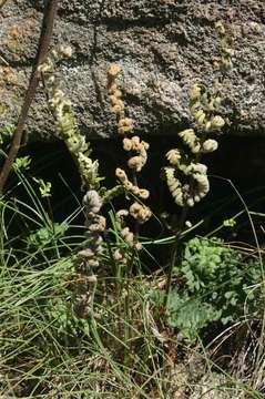 Image of Cheilanthes inaequalis (Kunze) Mett.