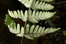 Image of Cheilanthes inaequalis (Kunze) Mett.