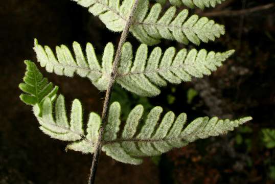 Image of Cheilanthes inaequalis (Kunze) Mett.