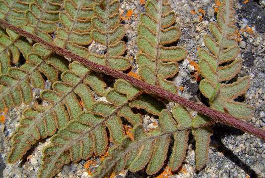 Image of Cheilanthes inaequalis (Kunze) Mett.