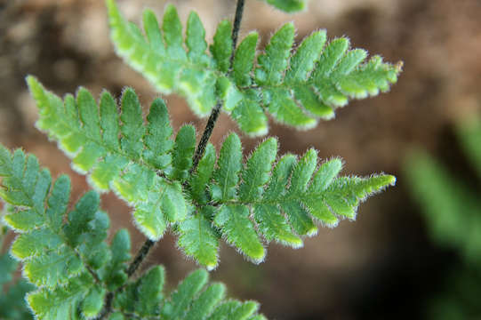 Plancia ëd Cheilanthes inaequalis (Kunze) Mett.