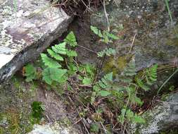 Image of Cheilanthes buchananii (Bak.) Domin