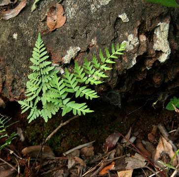 Image of Cheilanthes involuta (Sw.) Schelpe & N. C. Anthony