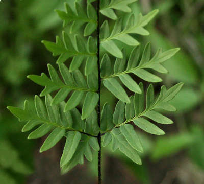 Image of Cheilanthes involuta (Sw.) Schelpe & N. C. Anthony