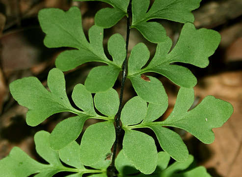 Image of Cheilanthes involuta (Sw.) Schelpe & N. C. Anthony