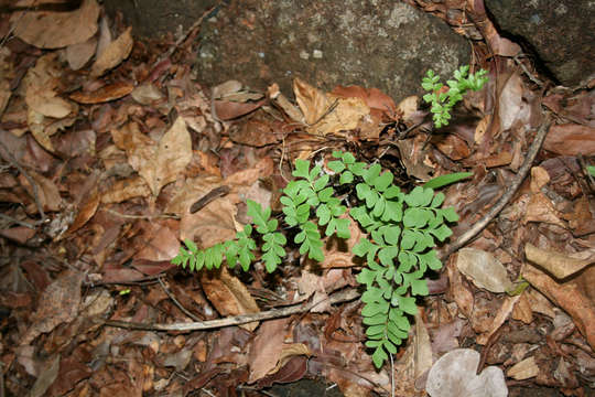 Image of Cheilanthes involuta (Sw.) Schelpe & N. C. Anthony