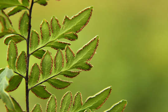 Image of Cheilanthes involuta (Sw.) Schelpe & N. C. Anthony