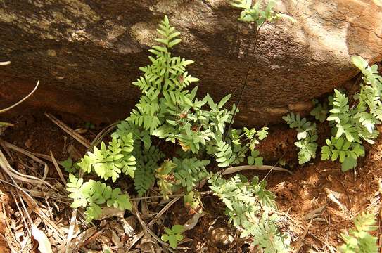 Image of Cheilanthes involuta (Sw.) Schelpe & N. C. Anthony