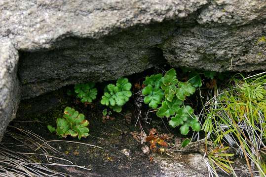 Image of Cheilanthes leachii (Schelpe) Schelpe