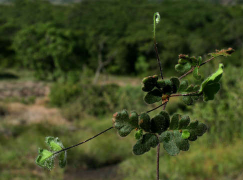 Image of Cheilanthes leachii (Schelpe) Schelpe