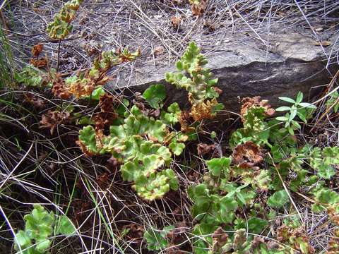 Image of Cheilanthes leachii (Schelpe) Schelpe