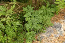 Image of Polypodiidae