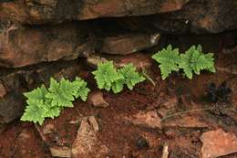 Cheilanthes pentagona Schelpe & N. C. Anthony resmi