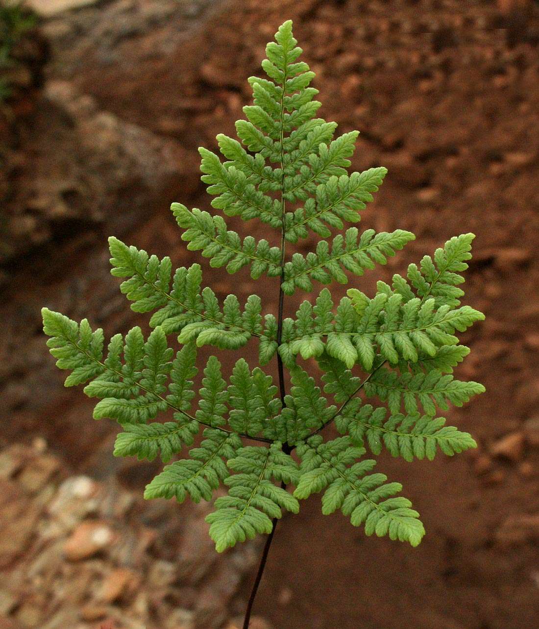 Cheilanthes pentagona Schelpe & N. C. Anthony resmi