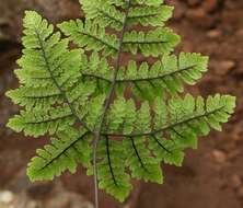 Image de Cheilanthes pentagona Schelpe & N. C. Anthony