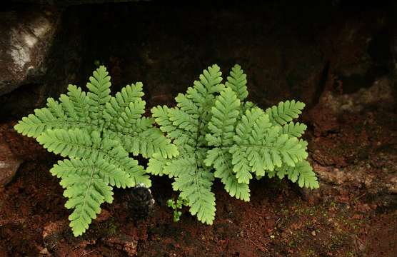 Image de Cheilanthes pentagona Schelpe & N. C. Anthony