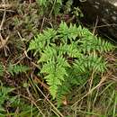 Image of Cheilanthes quadripinnata (Forsk.) Kuhn