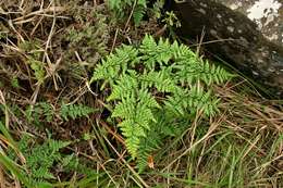 Imagem de Cheilanthes quadripinnata (Forsk.) Kuhn