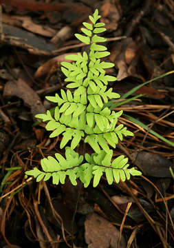 Image de Oeosporangium viride var. glauca (Sim)