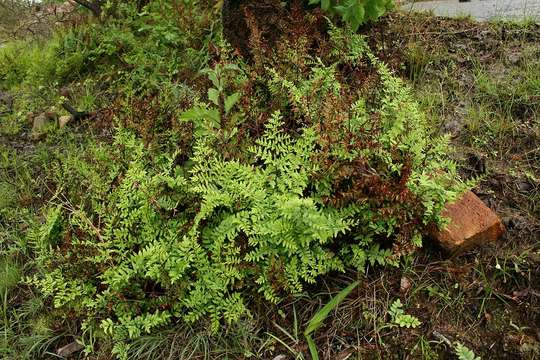 Слика од Oeosporangium viride var. glauca (Sim)