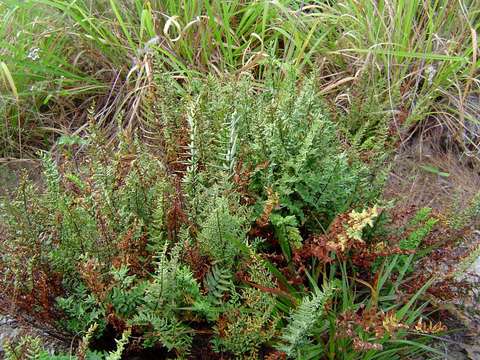 Image de Oeosporangium viride var. glauca (Sim)