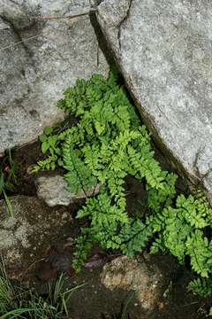 Plancia ëd Oeosporangium viride var. glauca (Sim)