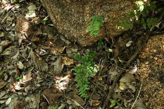 Image de Oeosporangium viride var. glauca (Sim)