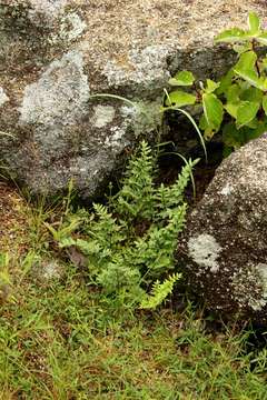 Plancia ëd Oeosporangium viride var. glauca (Sim)