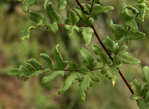 Plancia ëd Oeosporangium viride var. glauca (Sim)