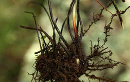 Image of Oeosporangium viride var. glauca (Sim)