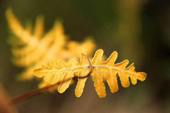 Image de Aleuritopteris welwitschii (Hook. ex Bak.) Ching
