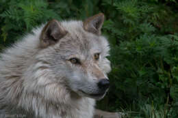 Image of gray wolf