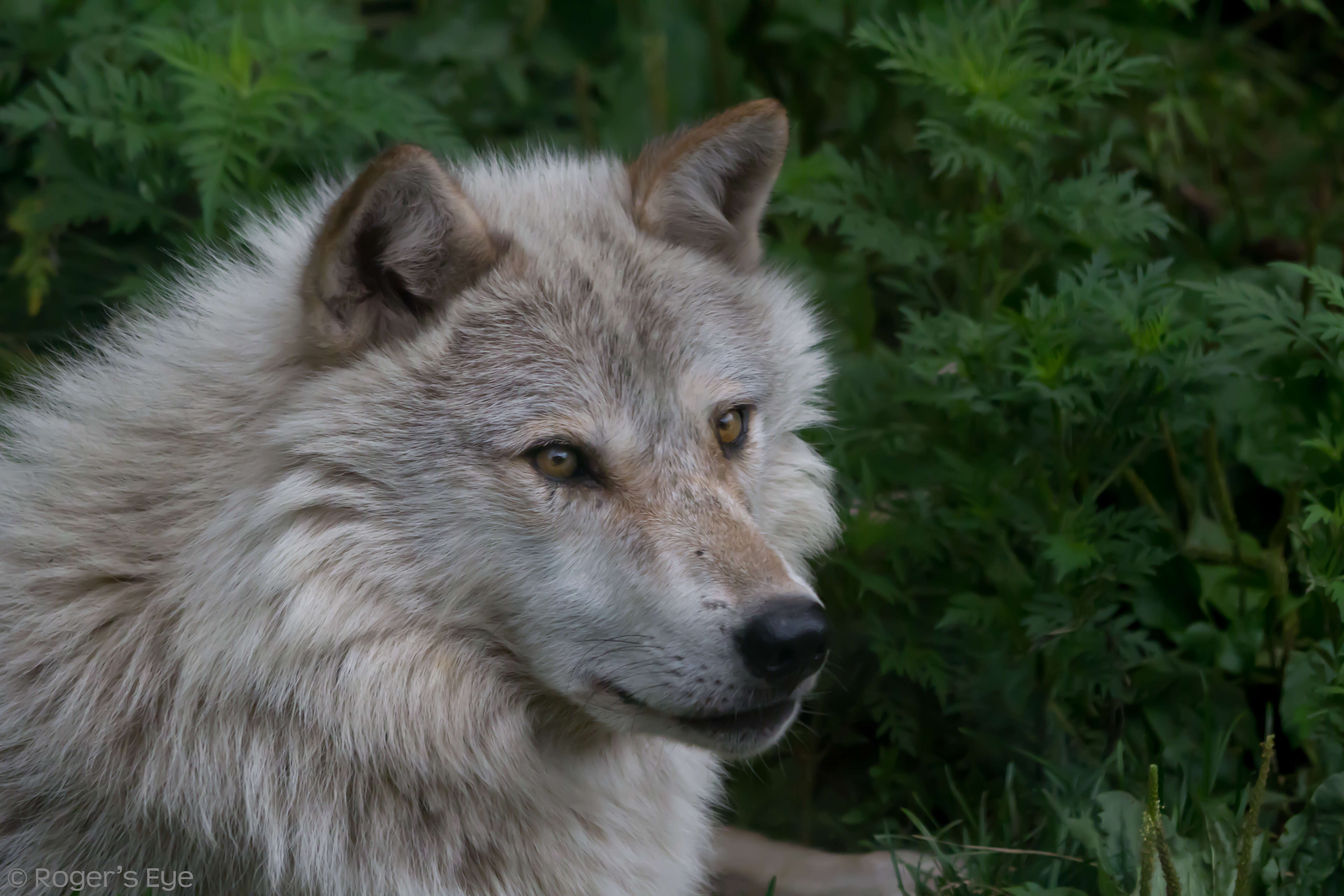 Imagem de Lobo