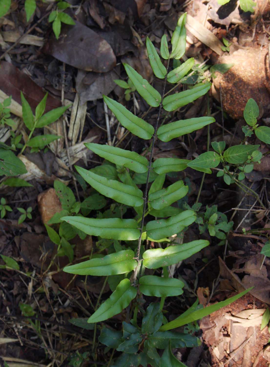 Image of Pellaea doniana (J. Sm.) Hook.