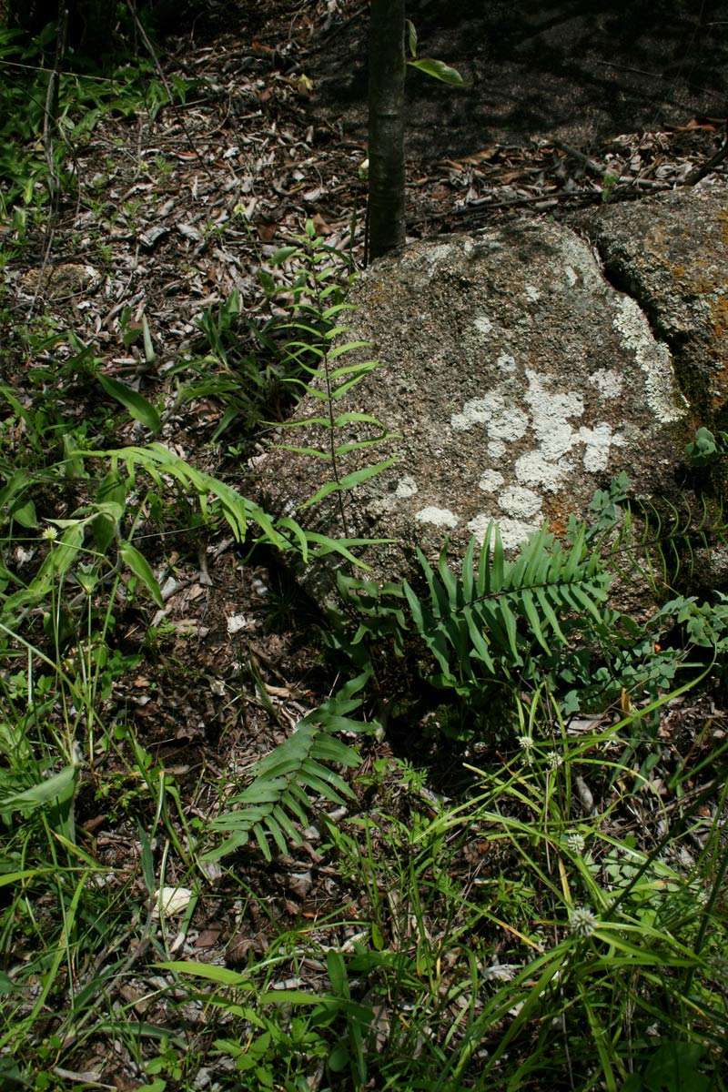 Image of Pellaea doniana (J. Sm.) Hook.