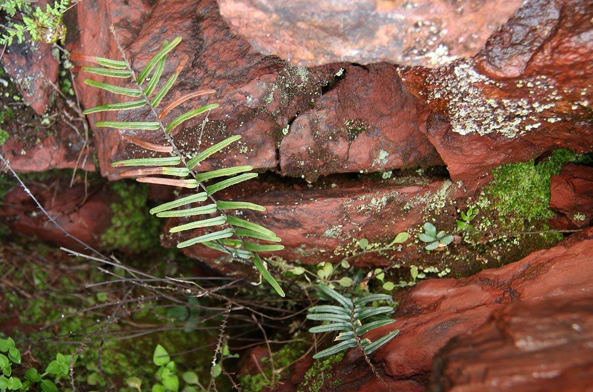 Слика од Pellaea pectiniformis Bak.