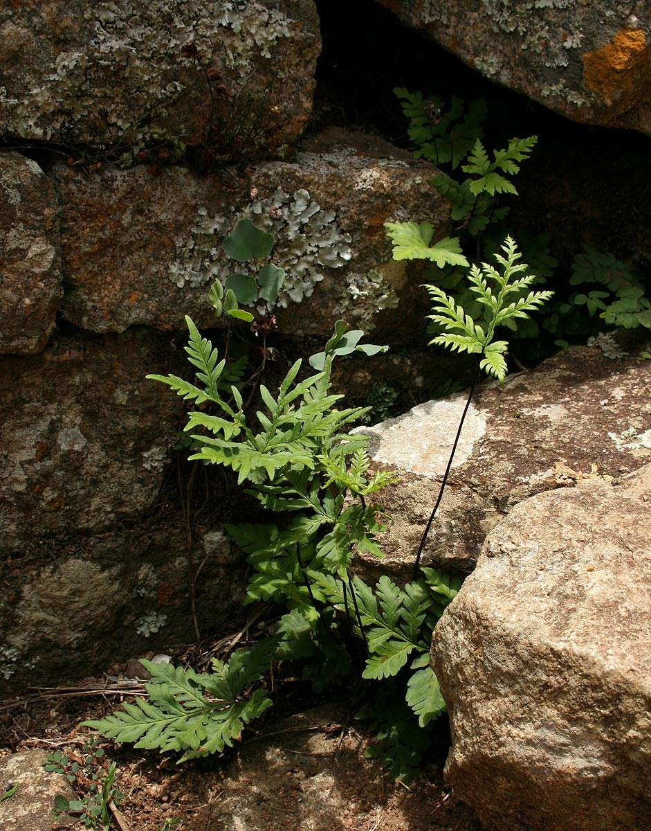 Image of doryopteris