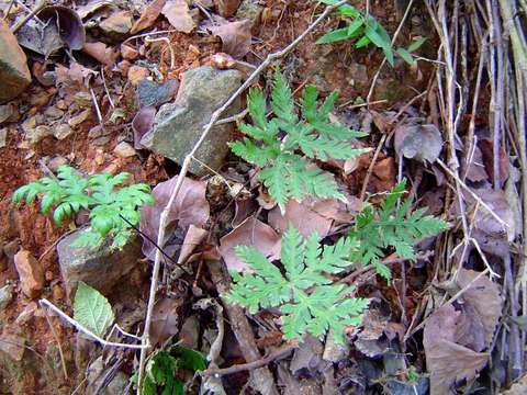 Image of doryopteris