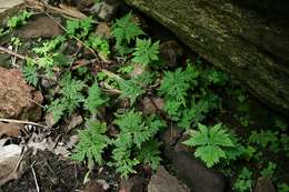 Image of doryopteris