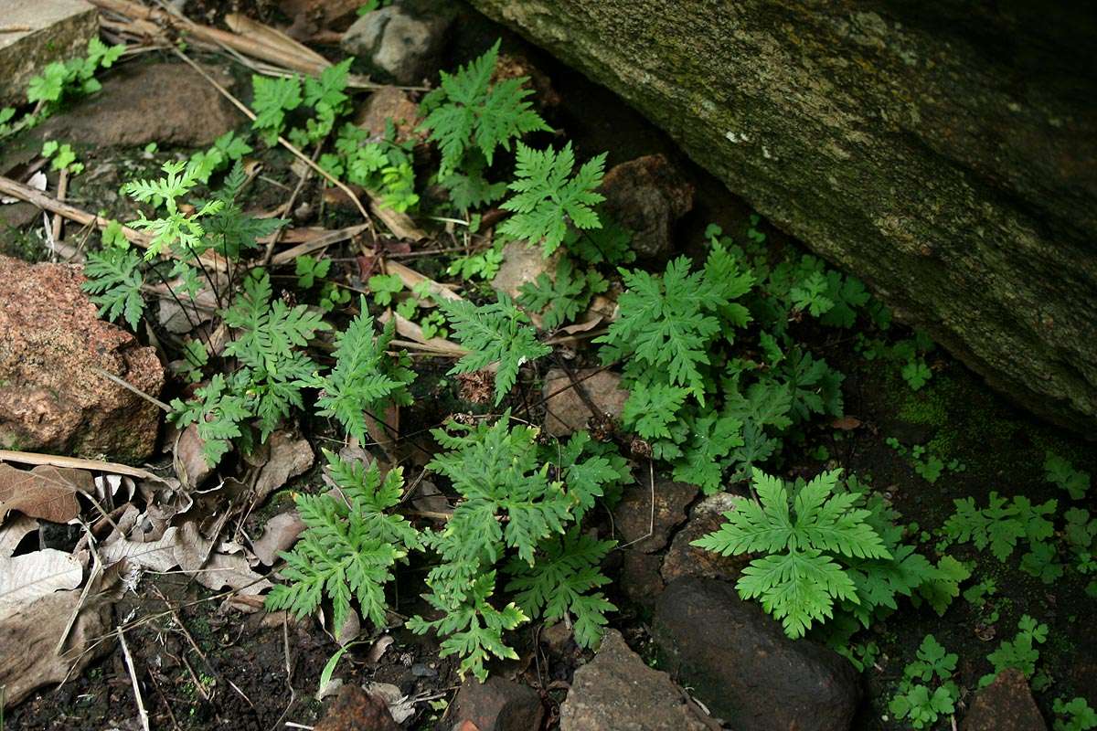 Image of doryopteris