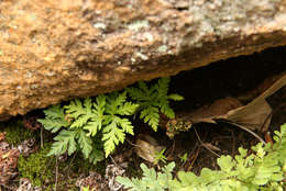 Image of doryopteris