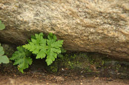 Image of doryopteris