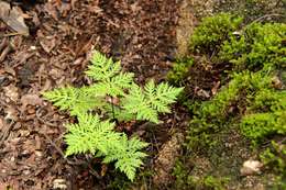 Image of doryopteris