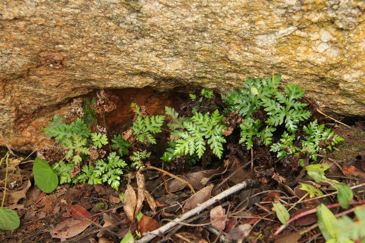 Image of doryopteris