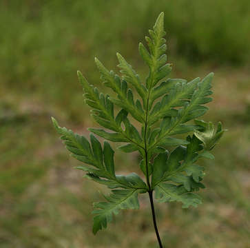 Image of doryopteris